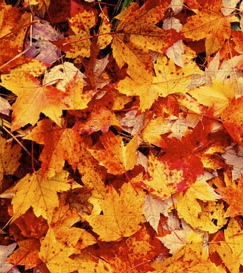 Autumn Leaves