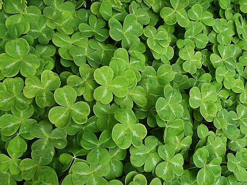 Shamrock